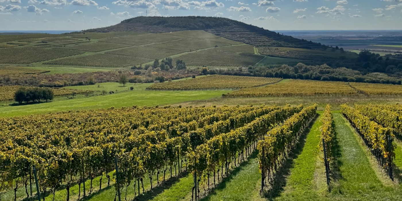 Weinberg des Weinguts Ostrožovič