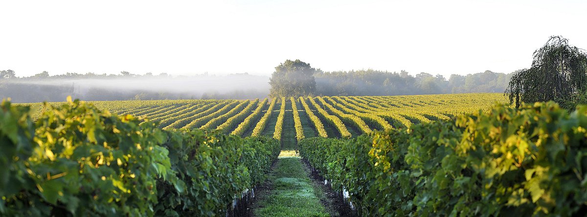 Weinbaugebiete de Chevanceaux | Svet nápojov